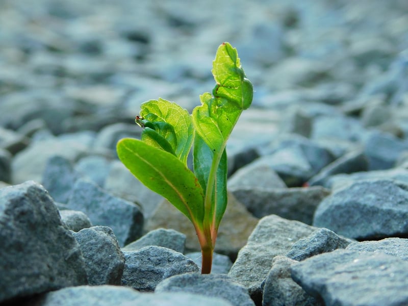 Triumphs Over Adversity