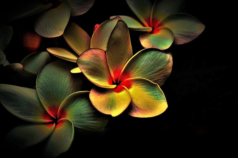Gratitude Image